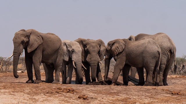 elephant, herd, animals, trunk, safari, wildlife, nature, elephant, elephant, elephant, wildlife, wildlife, wildlife, wildlife, wildlife