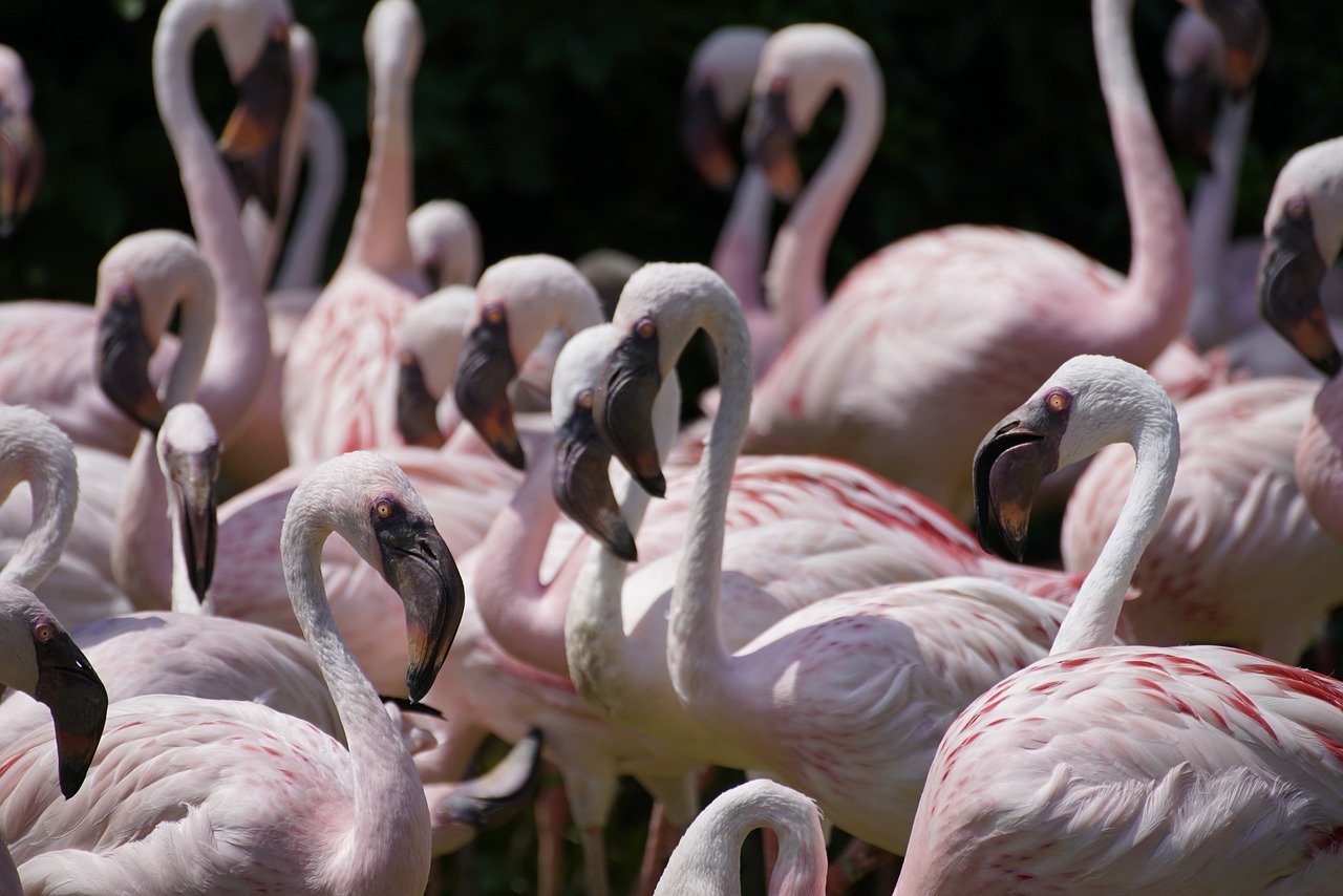 flamingo, birds, flock, animals, wildlife, group, nature, ornithology, flamingo, flamingo, flamingo, flamingo, flamingo, birds, wildlife, group, group, group