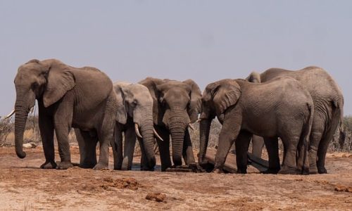 elephant, herd, animals, trunk, safari, wildlife, nature, elephant, elephant, elephant, wildlife, wildlife, wildlife, wildlife, wildlife